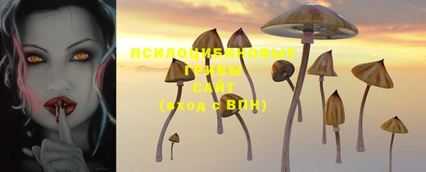 прущие грибы Аркадак