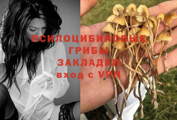 прущие грибы Арсеньев